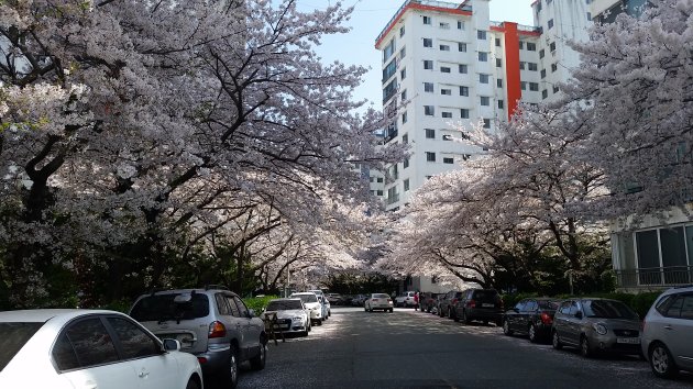 三益タウンアパート側の桜