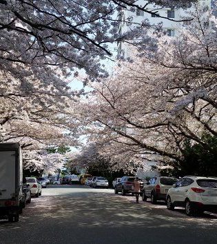 남천동벚꽃거리,Namcheon-dong Cherry Blossom Road,南川洞桜並木通り,남천동벚꽃길