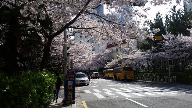 大宇マリーナアパート団地の桜