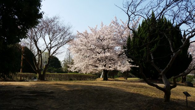 道庁庭園に咲く桜