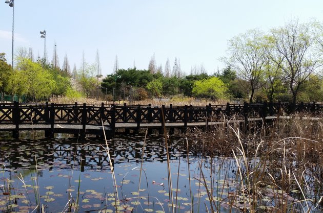 春に撮影したラムサール生態公園の生態池