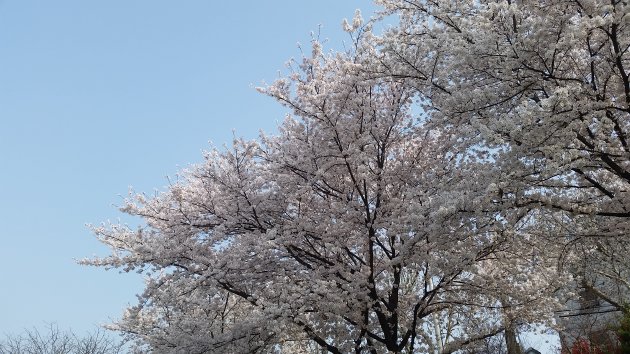 峨洋橋桜並木通りに咲いている桜