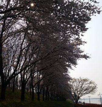 峨洋橋桜並木通り,아양교벚꽃길,Ayang-Gyo Cherry Blossom Road