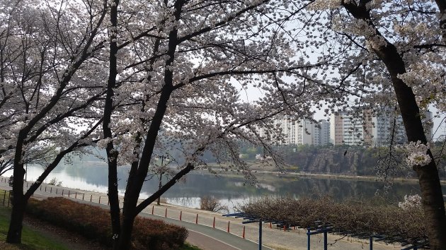 土手から撮影した峨洋橋桜並木通りの風景