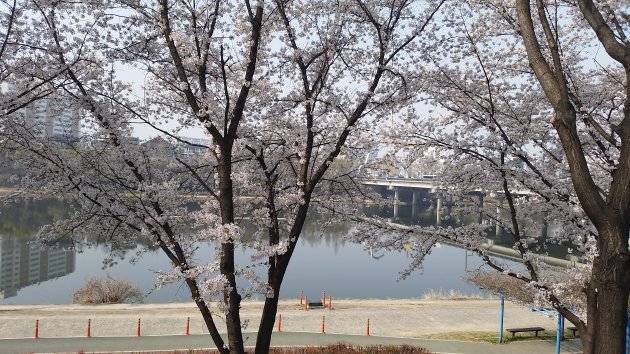 峨洋橋と桜
