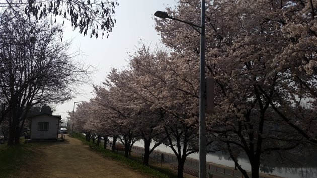 峨洋橋桜並木通りに咲き乱れる桜