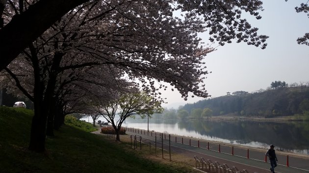 峨洋橋桜並木通りの風景