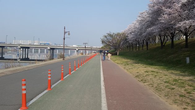 川沿いの歩道から撮影した峨洋橋桜並木通りの風景