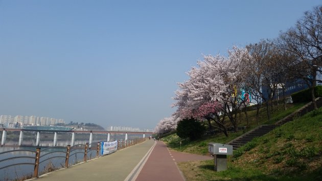 峨洋橋桜並木通りから見える峨洋橋汽車道