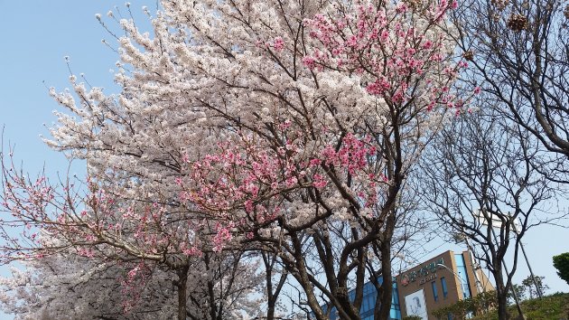 峨洋橋桜並木通りの桜
