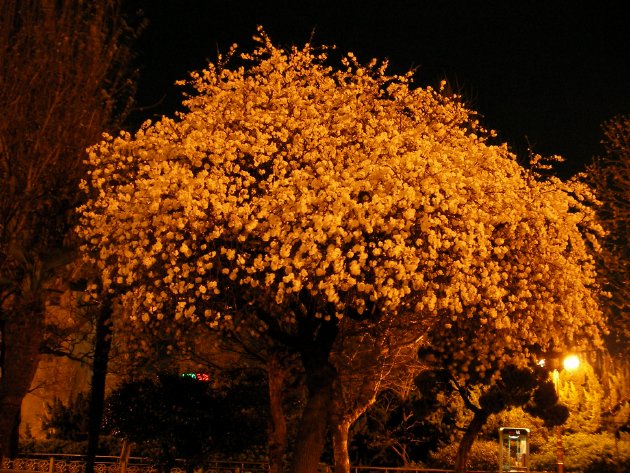 公園内の夜桜