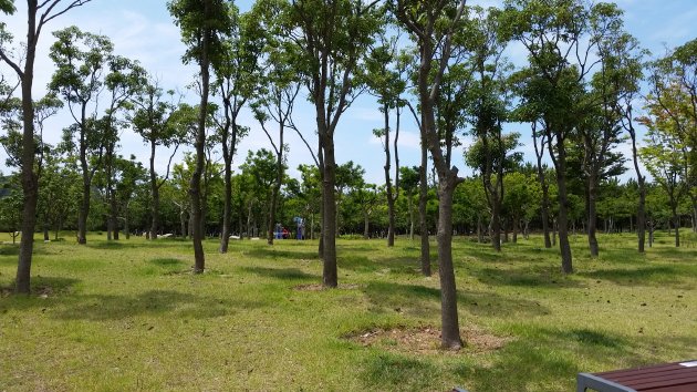 多大浦海辺公園の木々