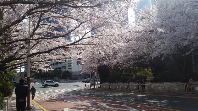 大宇マリーナアパート団地の桜