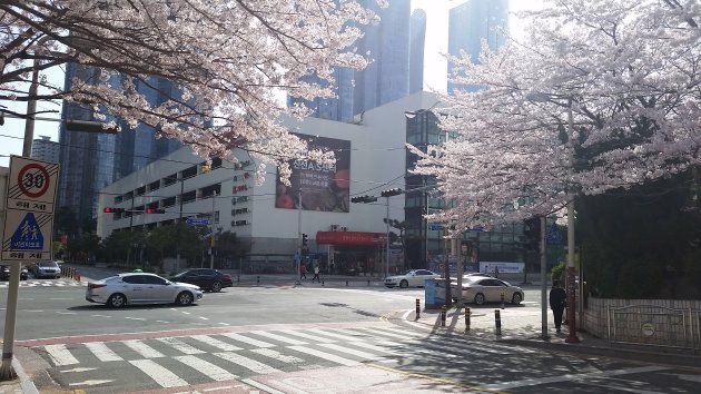 桜の時期に撮影したホームプラス 海雲台店の外観