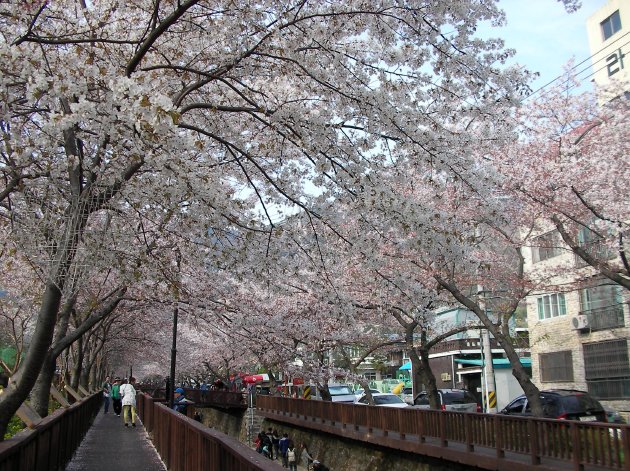 余佐川の満開の桜