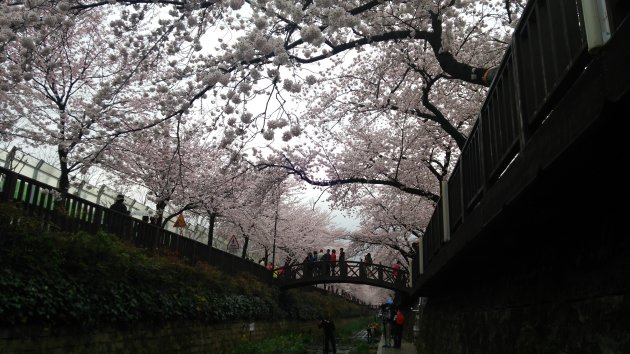 余佐川から撮影した桜