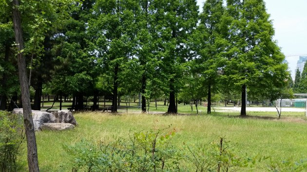 テウォンレジャースポーツ公園内の木々