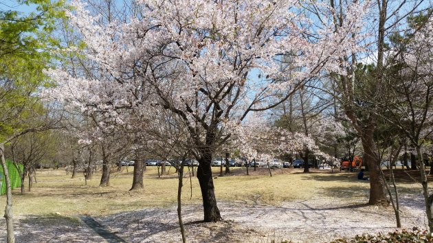 テウォンレジャースポーツ公園内の桜