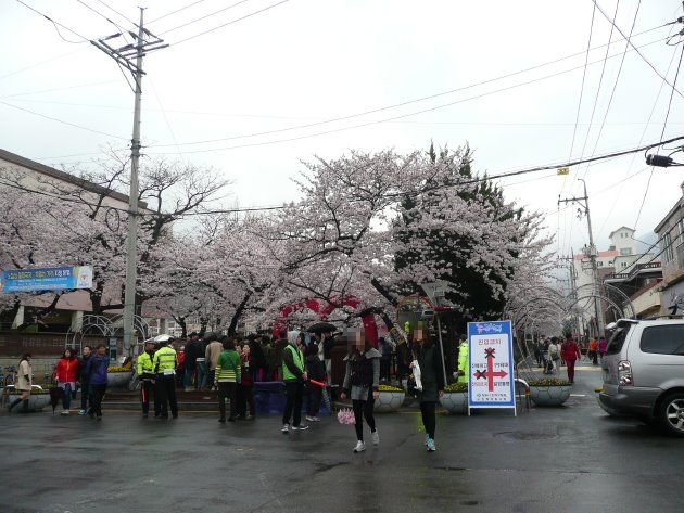 余佐川の桜見物のスタート地点