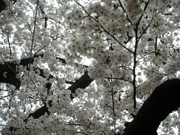 間近で撮影した桜