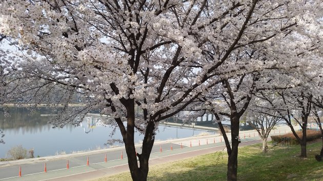 峨洋橋桜並木通りの風景
