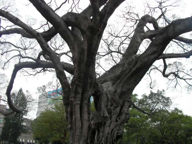 台南孔子廟の象徴とされているカジュマルの樹