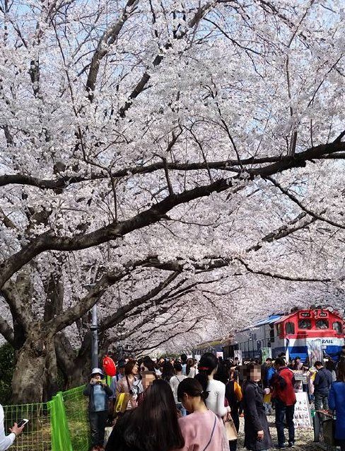 鎮海・慶和駅の桜