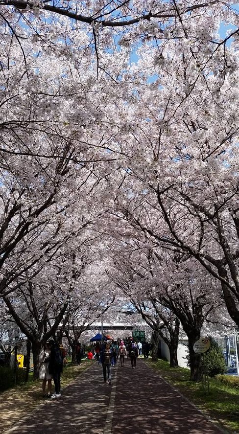 釜山・沙上の桜
